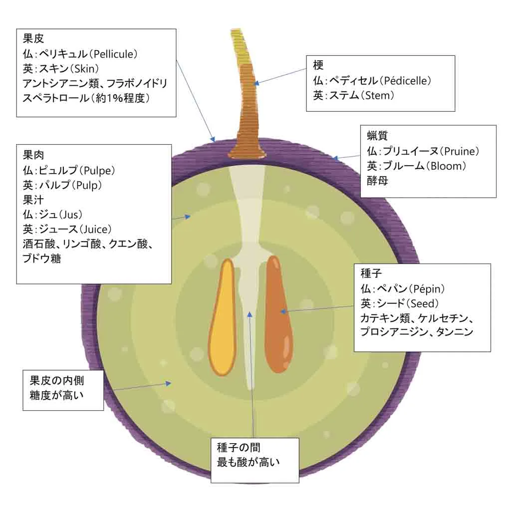 ブドウ断面図